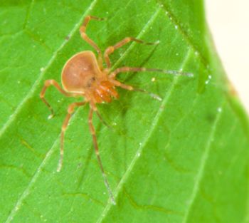 Media type: image;   Invertebrate Zoology 136540